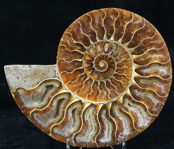 Agatized Ammonite Fossil (Half) #32465
